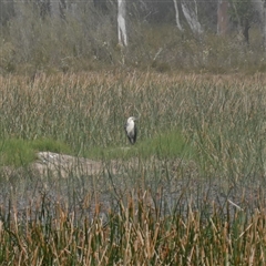 Ardea pacifica (White-necked Heron) at Glen Allen, NSW - 4 Nov 2024 by RobG1