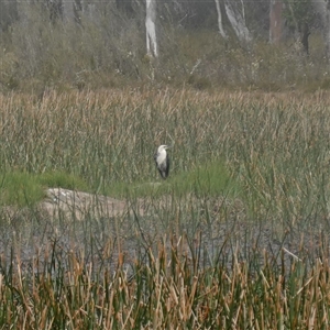 Ardea pacifica (White-necked Heron) at Glen Allen, NSW by RobG1