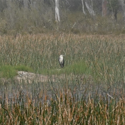 Ardea pacifica at Glen Allen, NSW - 3 Nov 2024 by RobG1