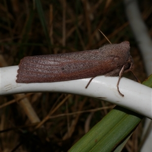 Paralaea porphyrinaria (Chestnut Vein Crest Moth) at Anglesea, VIC by WendyEM