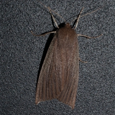 Palleopa innotata (Finely-streaked Crest-moth) at Anglesea, VIC - 23 Apr 2018 by WendyEM