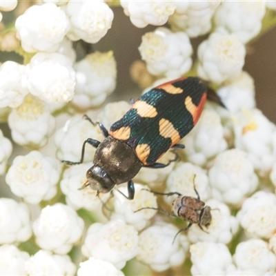 Castiarina sp. (genus) at Bungonia, NSW - 17 Nov 2024 by AlisonMilton