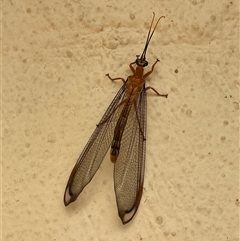 Nymphes myrmeleonoides (Blue eyes lacewing) at Kambah, ACT - 5 Jan 2025 by LineMarie