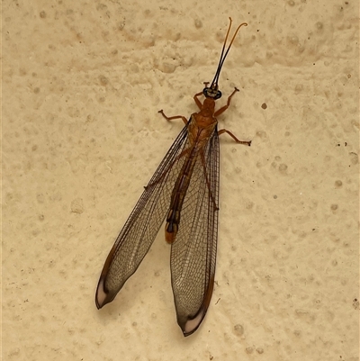 Nymphes myrmeleonoides (Blue eyes lacewing) at Kambah, ACT - 5 Jan 2025 by LineMarie