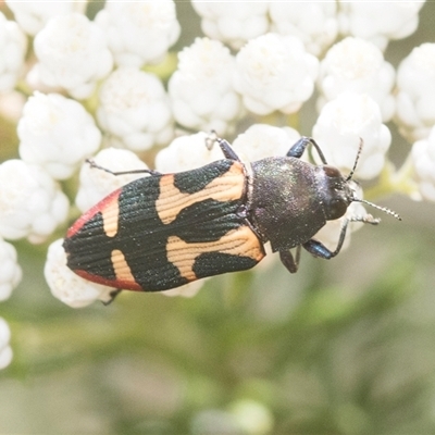 Castiarina interstitialis (A jewel beetle) at Bungonia, NSW - 17 Nov 2024 by AlisonMilton