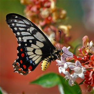 Papilio anactus at Page, ACT - 5 Jan 2025 09:20 AM