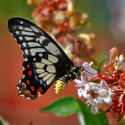 Papilio anactus (Dainty Swallowtail) at Page, ACT - 5 Jan 2025 by DonTaylor