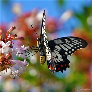 Papilio anactus at Page, ACT - 5 Jan 2025 09:20 AM