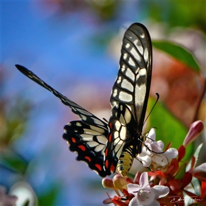 Papilio anactus at Page, ACT - 5 Jan 2025 09:20 AM