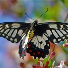 Papilio anactus at Page, ACT - 5 Jan 2025 09:20 AM