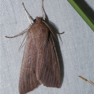 Palleopa innotata (Finely-streaked Crest-moth) at Anglesea, VIC by WendyEM