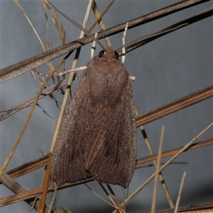 Palleopa innotata (Finely-streaked Crest-moth) at Anglesea, VIC by WendyEM