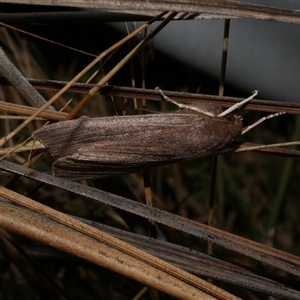 Palleopa innotata (Finely-streaked Crest-moth) at Anglesea, VIC by WendyEM