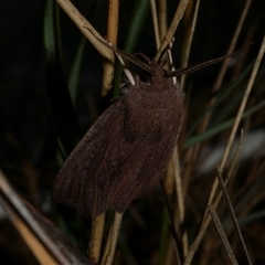 Palleopa innotata at Anglesea, VIC - 23 Apr 2018 02:29 AM