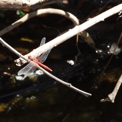 Diplacodes haematodes (Scarlet Percher) at Greenway, ACT - 5 Jan 2025 by LineMarie