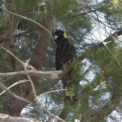 Zanda funerea (Yellow-tailed Black-Cockatoo) at Greenway, ACT - 4 Jan 2025 by LineMarie