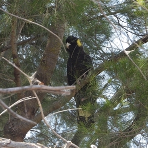 Zanda funerea at Greenway, ACT - 5 Jan 2025