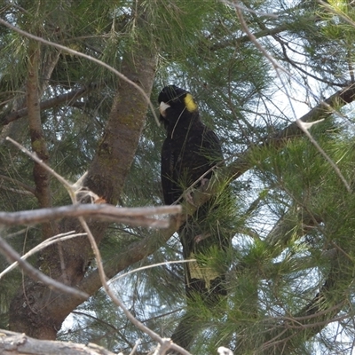 Zanda funerea (Yellow-tailed Black-Cockatoo) at Greenway, ACT - 5 Jan 2025 by LineMarie