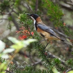 Acanthorhynchus tenuirostris (Eastern Spinebill) at Greenway, ACT - 5 Jan 2025 by LineMarie