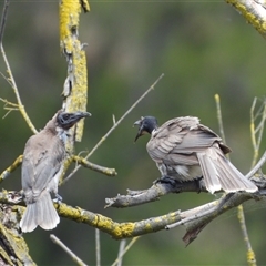 Philemon corniculatus at Greenway, ACT - 4 Jan 2025 by LineMarie