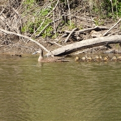 Anas superciliosa (Pacific Black Duck) at Greenway, ACT - 5 Jan 2025 by LineMarie