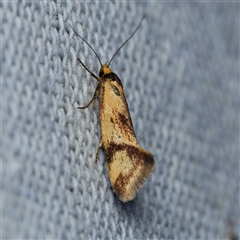 Isomoralla pyrrhoptera (A concealer moth) at Harrison, ACT - 4 Jan 2025 by DPRees125