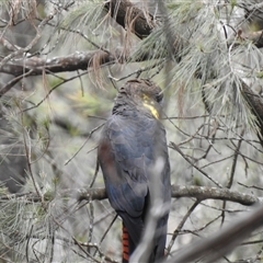 Calyptorhynchus lathami lathami (Glossy Black-Cockatoo) at Penrose, NSW - 12 Mar 2020 by GITM3