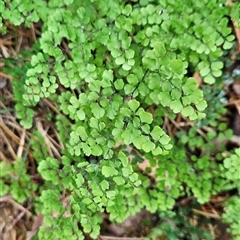 Adiantum aethiopicum (Common Maidenhair Fern) at Uriarra Village, ACT - 4 Jan 2025 by BethanyDunne