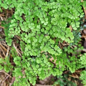 Adiantum aethiopicum (Common Maidenhair Fern) at Uriarra Village, ACT by BethanyDunne