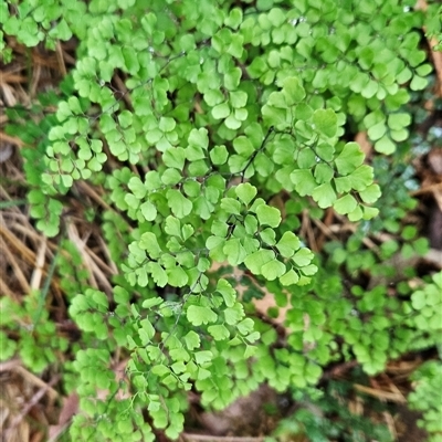 Adiantum aethiopicum (Common Maidenhair Fern) at Uriarra Village, ACT - 4 Jan 2025 by BethanyDunne