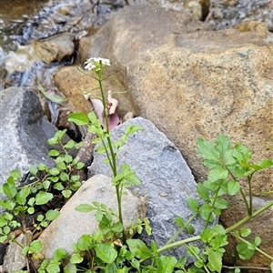 Rorippa nasturtium-aquaticum (Watercress) at Uriarra Village, ACT by BethanyDunne