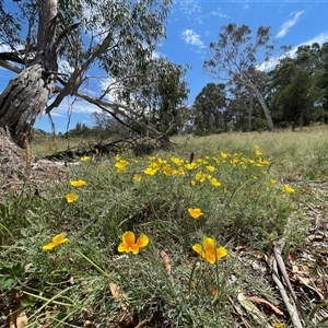 Eschscholzia californica at Greenway, ACT - 5 Jan 2025