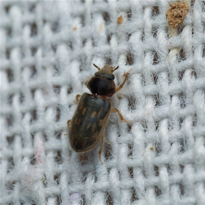 Heterocerus sp. (genus) (Variegated mud beetle) at Harrison, ACT - 4 Jan 2025 by DPRees125