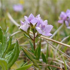 Veronica gracilis (Slender Speedwell) at Tantawangalo, NSW - 4 Nov 2024 by RobG1