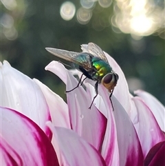 Lucilia sp. (genus) (A blowfly) at Kambah, ACT - 4 Jan 2025 by LineMarie