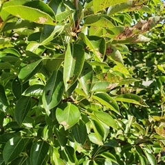 Caliroa cerasi (Cherry Slug Sawfly, Pear and Cherry Slug, Pear and Cherry Sawfly) at Bowning, NSW - 4 Jan 2025 by Maren