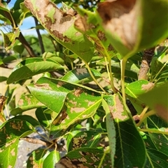 Caliroa cerasi at Bowning, NSW - 5 Jan 2025