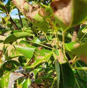 Caliroa cerasi at Bowning, NSW - 5 Jan 2025