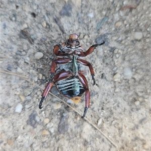 Anoplognathus montanus at Higgins, ACT - 16 Dec 2024