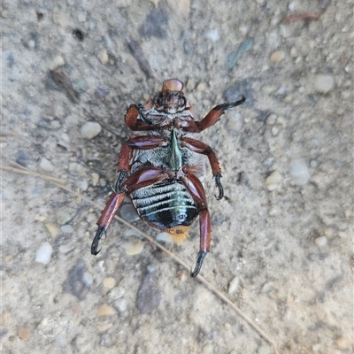 Anoplognathus montanus (Montane Christmas beetle) at Higgins, ACT - 16 Dec 2024 by Nepenthe