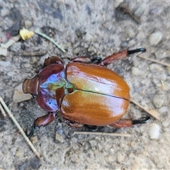 Anoplognathus montanus at Higgins, ACT - 16 Dec 2024