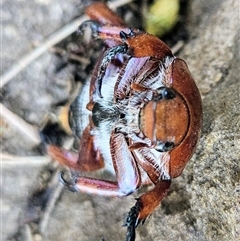 Anoplognathus montanus at Higgins, ACT - 16 Dec 2024