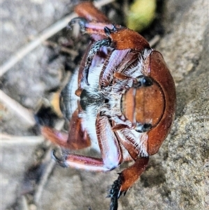 Anoplognathus montanus at Higgins, ACT - 16 Dec 2024