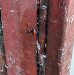 Latrodectus hasselti (Redback Spider) at Duffy, ACT - 4 Jan 2025 by RaeleneChetland