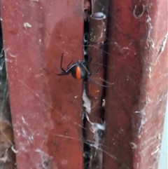 Latrodectus hasselti (Redback Spider) at Duffy, ACT - 4 Jan 2025 by RaeleneChetland