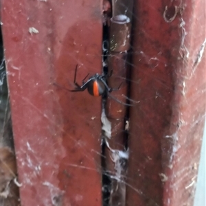 Latrodectus hasselti (Redback Spider) at Duffy, ACT by RaeleneChetland