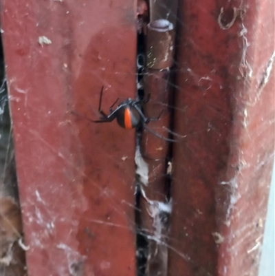 Latrodectus hasselti (Redback Spider) at Duffy, ACT - 4 Jan 2025 by RaeleneChetland