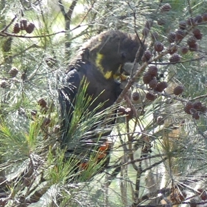 Calyptorhynchus lathami lathami at Tallong, NSW - suppressed