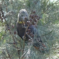 Calyptorhynchus lathami lathami at Tallong, NSW - suppressed