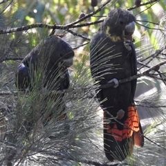 Calyptorhynchus lathami lathami at Tallong, NSW - 5 Apr 2022